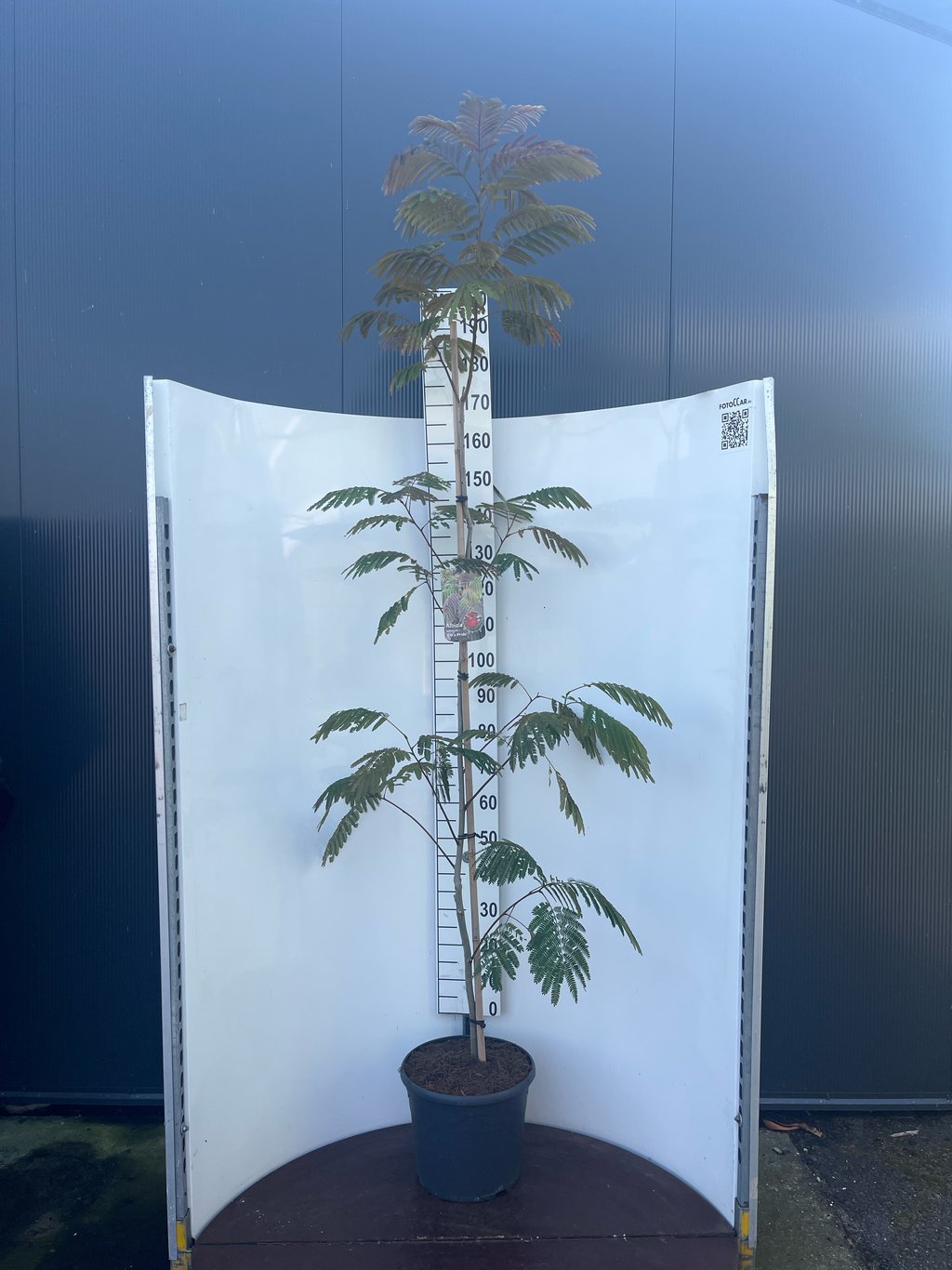 Albizia julibr. 'Evey's Pride' - C20 175-200 CM